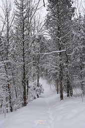 The trail to Upper Ball's Falls, after the teenager managing the Discovery Centre informed us that 